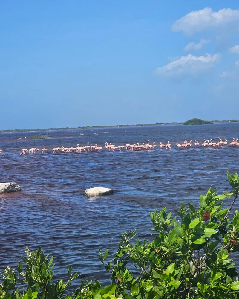 A flock of flamingos wading across a blue lagoon, green shrubs in the foreground.