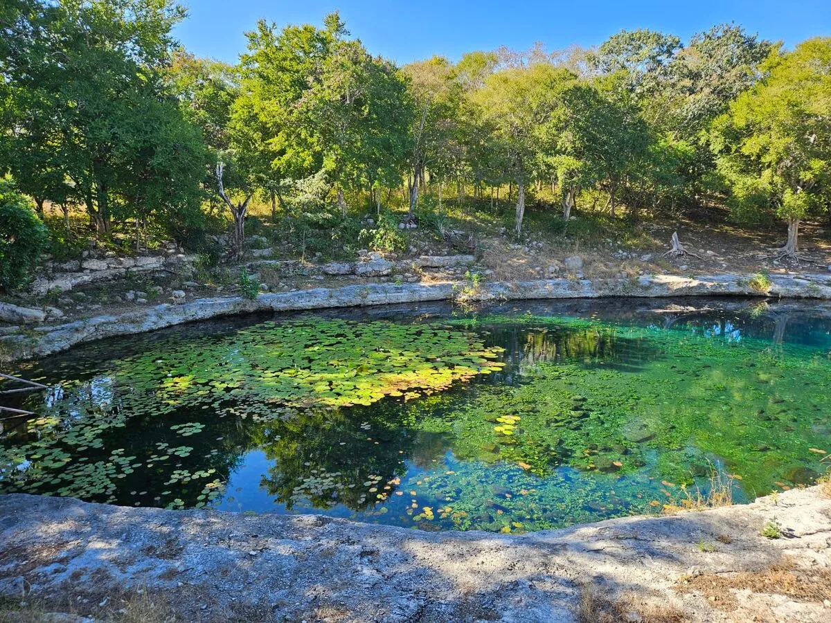 A still, open cenote covered in water lilies, ringed by limestone and green forest.